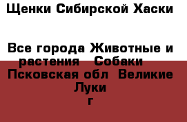 Щенки Сибирской Хаски - Все города Животные и растения » Собаки   . Псковская обл.,Великие Луки г.